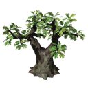 Oak Tree